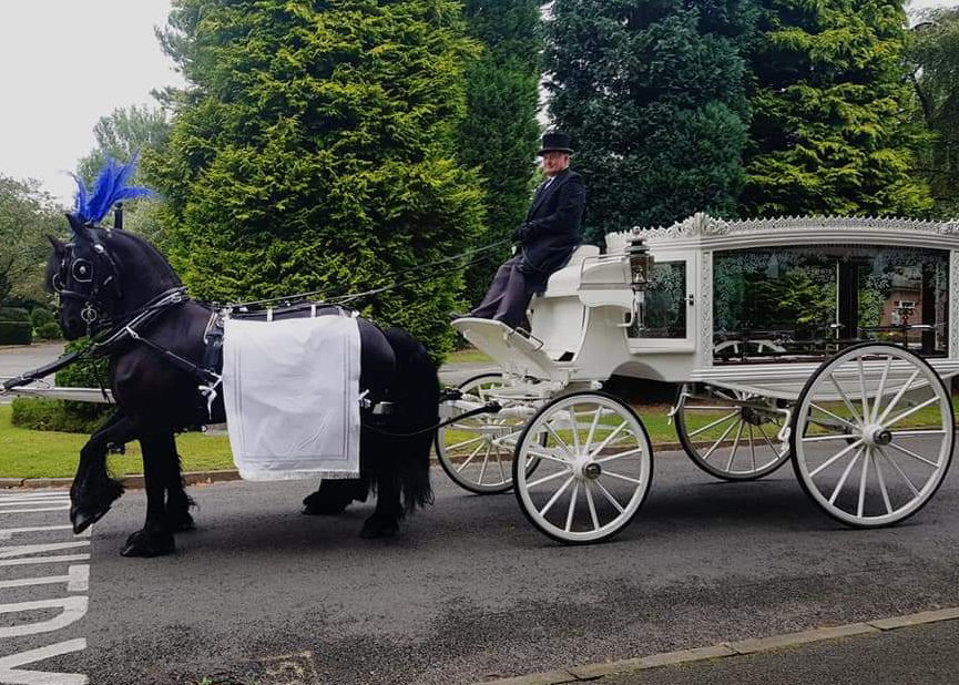 white horse drawn hearse